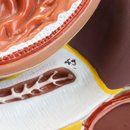 Modelo del Sistema Digestivo, 3 Partes [SKU: MG31317]