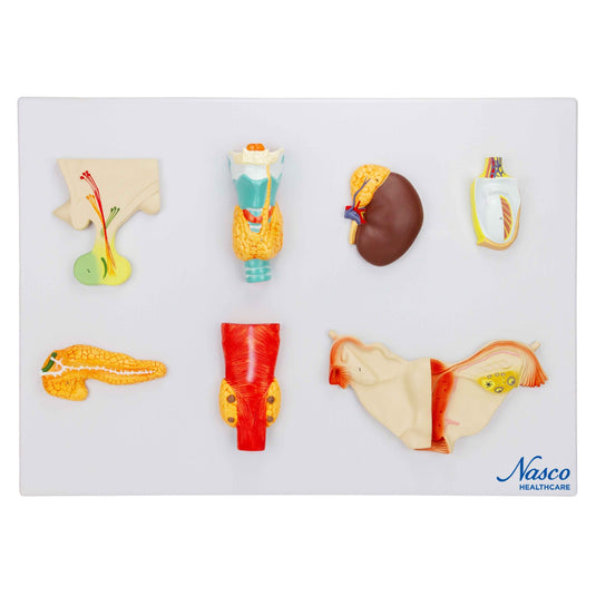 Endocrine System 2d Model Endocrine System Model – Nasco Healthcare