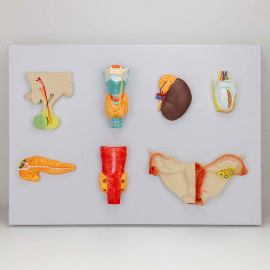 โมเดลระบบต่อมไร้ท่อ [SKU: MG31320]