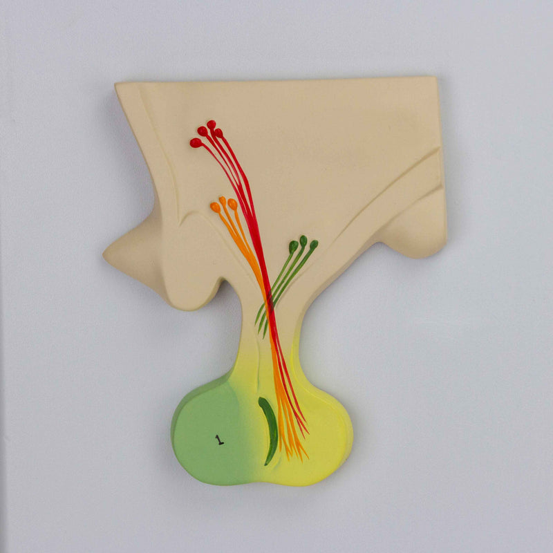 โหลดรูปภาพลงในโปรแกรมใช้ดูของ Gallery โมเดลระบบต่อมไร้ท่อ [SKU: MG31320]
