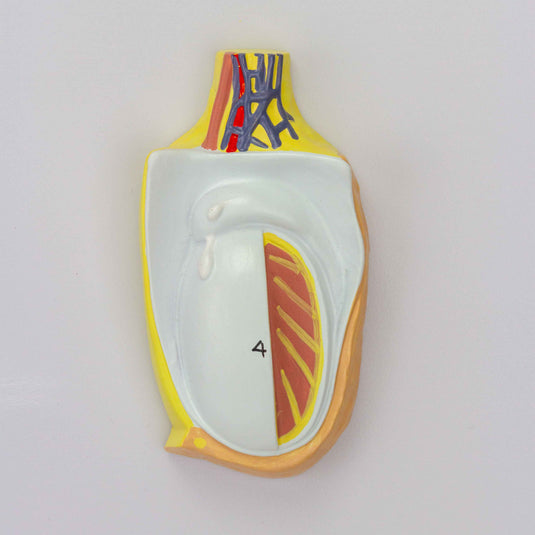 โมเดลระบบต่อมไร้ท่อ [SKU: MG31320]