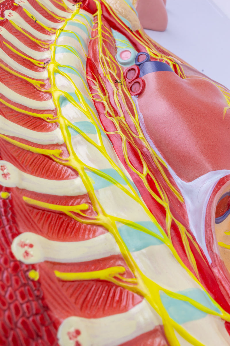 गैलरी व्यूअर में छवि लोड करें, सहानुभूतिशील तंत्रिका तंत्र मॉडल [SKU: MG31332]
