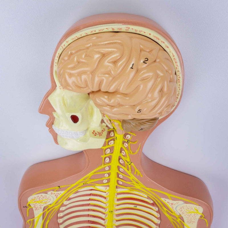 洋書 Plasticity in the Human Nervous System Your Nervous System - Lerner Publishing Group