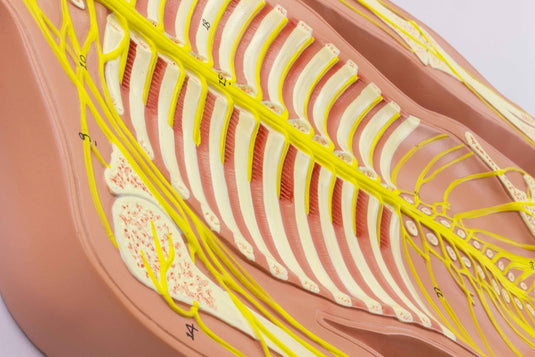 Modelo de Sistema Nervioso, Tamaño Medio [SKU: MG31333]
