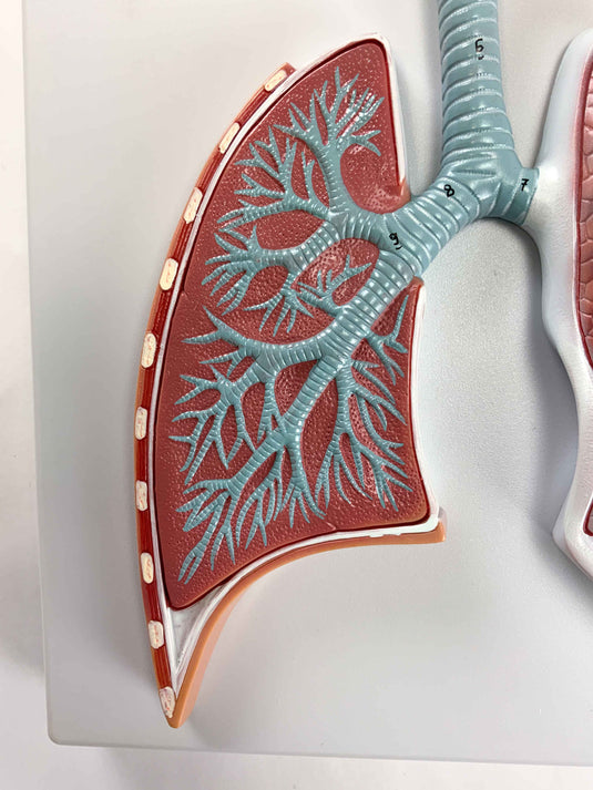 Sistema Respiratorio con Modelo de Alveolos, 150X Ampliado [SKU: MG31336]