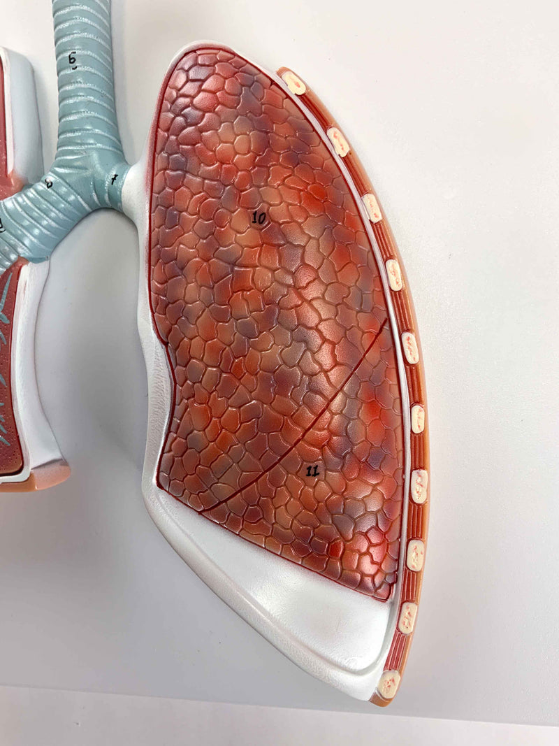 Cargue la imagen en el visor de la galería, Sistema Respiratorio con Modelo de Alveolos, 150X Ampliado [SKU: MG31336]
