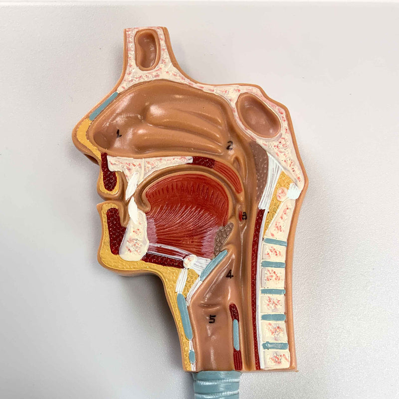 Cargue la imagen en el visor de la galería, Sistema Respiratorio con Modelo de Alveolos, 150X Ampliado [SKU: MG31336]
