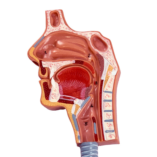 Sistema Respiratorio con Modelo de Alveolos, 150X Ampliado [SKU: MG31336]