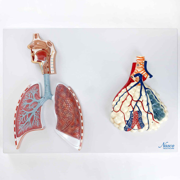 Respiratory System with Alveoli Model, 150X Enlarged