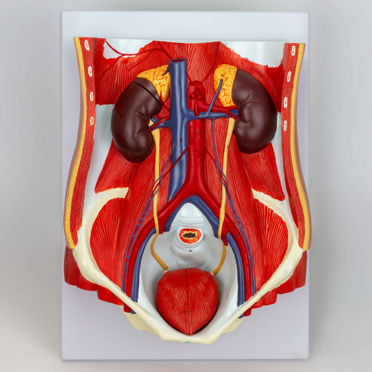 Modèle du système urinaire masculin et féminin, sexe dual, 6 parties [SKU : MG31345]