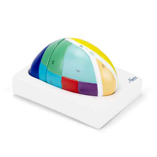 丘脑模型，5倍放大，2个部分 [SKU: MG31533]