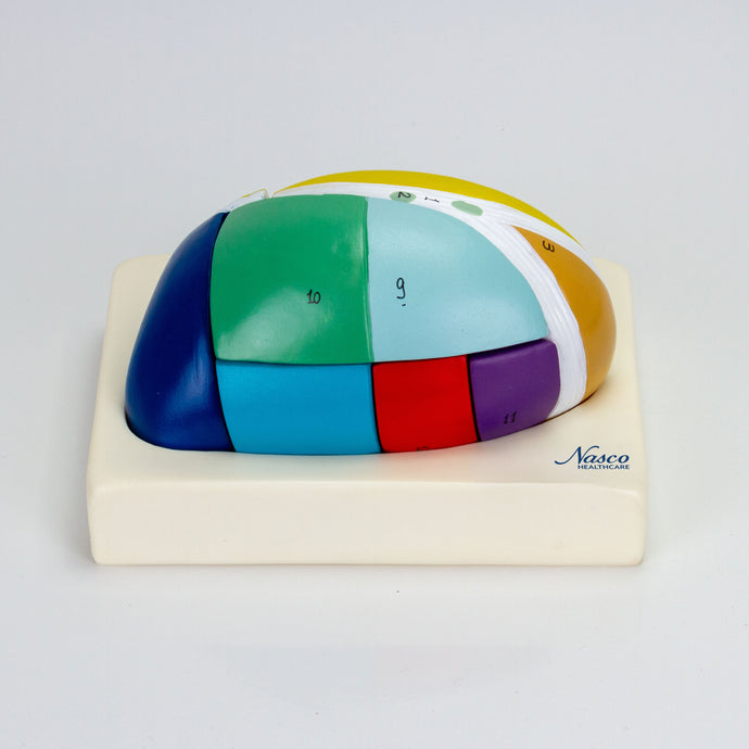 丘脑模型，5倍放大，7个部分 [SKU: MG31535]