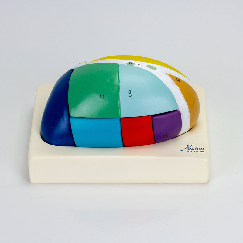 Load image into Gallery viewer, Thalamus Model, 5X Enlarged, 7 Parts
