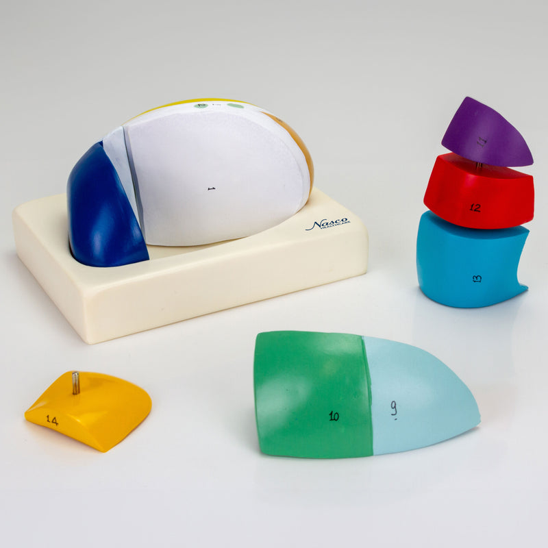 Load image into Gallery viewer, Thalamus Model, 5X Enlarged, 7 Parts
