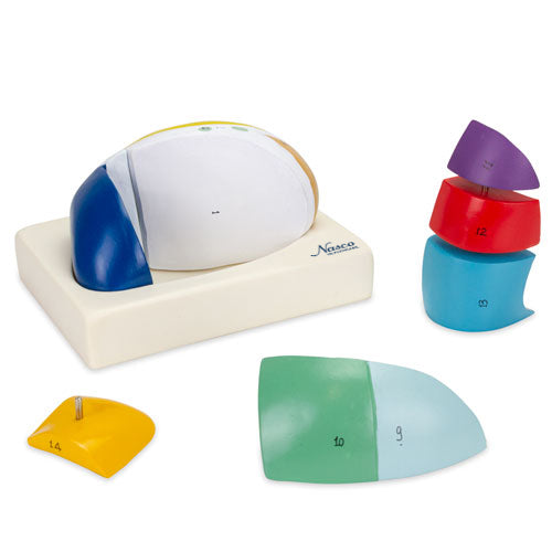 Load image into Gallery viewer, Thalamus Model, 5X Enlarged, 7 Parts
