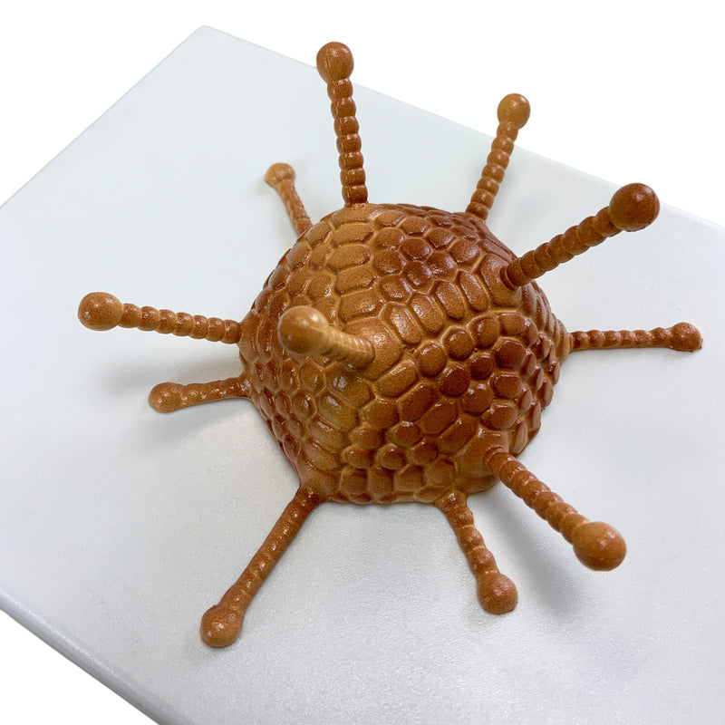 Загрузить изображение в просмотрщик галереи, Adenovirus Model
