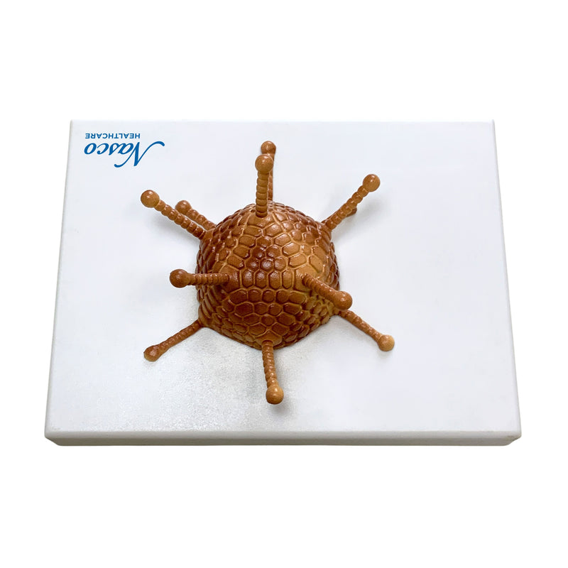 Загрузить изображение в просмотрщик галереи, Adenovirus Model
