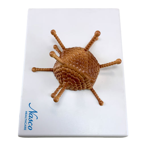 Adenovirus Model