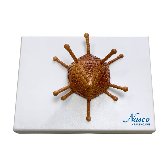 Modelo de Adenovirus [SKU: MG3188]