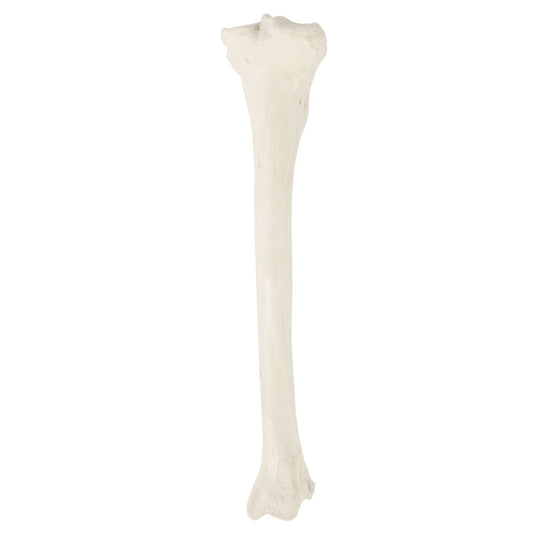 Tibia Model