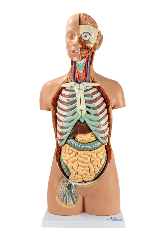 Classic Unisex Torso with Opened Neck & Back Model, 17 parts Nasco Healthcare Classic Unisex Torso with Opened Neck & Back Model, 17 parts Nasco Healthcare