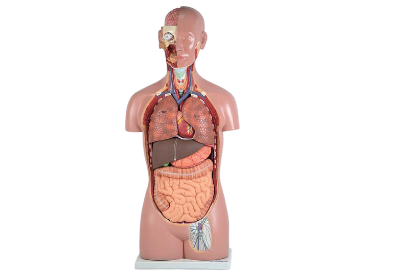 Load image into Gallery viewer, Classic Unisex Torso Model, 16 parts
