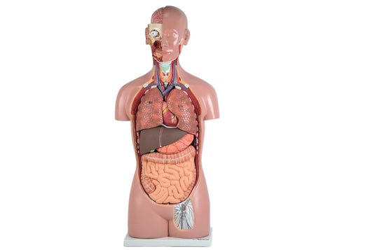 Classic Unisex Torso Model, 16 parts