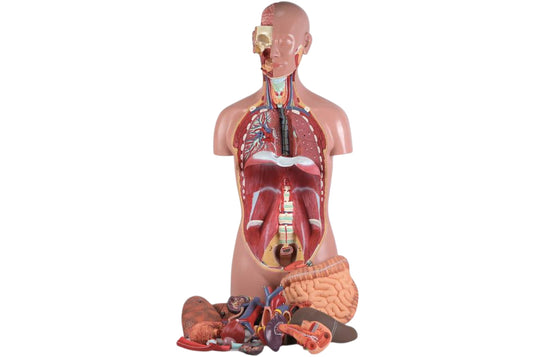 Classic Unisex Torso Model, 16 parts
