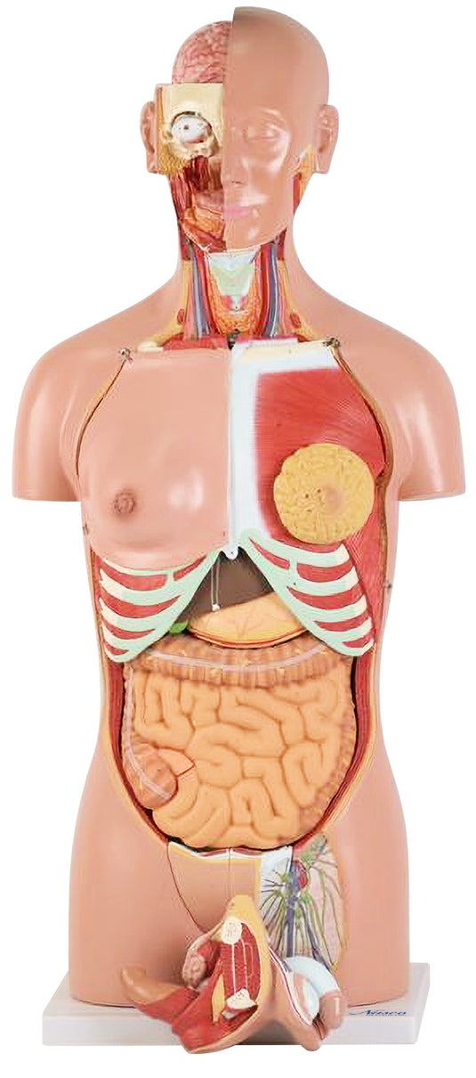 Classic Dual-Sex Torso with Opened Neck & Back Model, 28 Parts Nasco Healthcare Classic Dual-Sex Torso with Opened Neck & Back Model, 28 Parts Nasco Healthcare