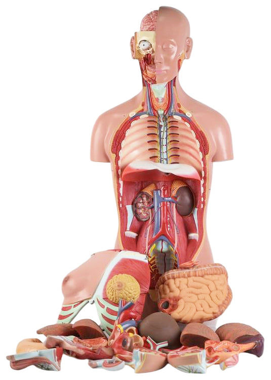 Torso Klasik Dual-Sex dengan Leher & Punggung Terbuka, 28 Bagian [SKU: MG31999]