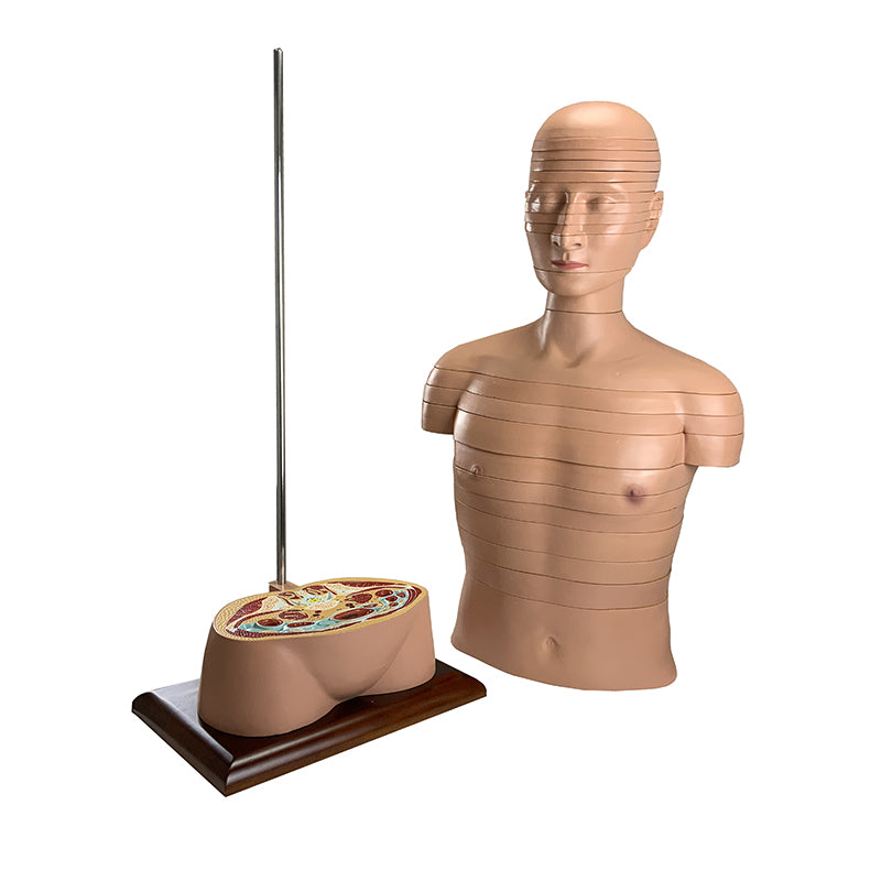 Load image into Gallery viewer, Torso Section Model, 24 Discs
