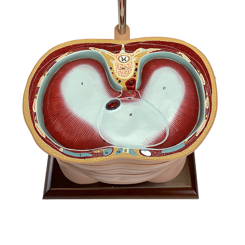 Load image into Gallery viewer, Torso Section Model, 24 Discs
