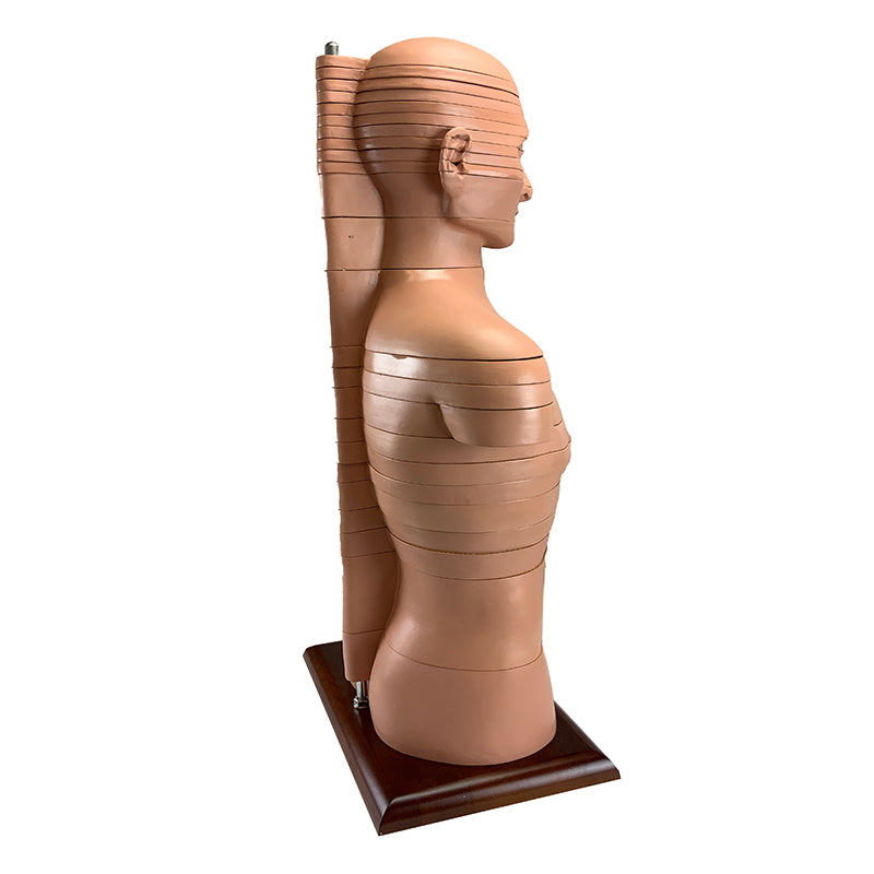 Load image into Gallery viewer, Torso Section Model, 24 Discs
