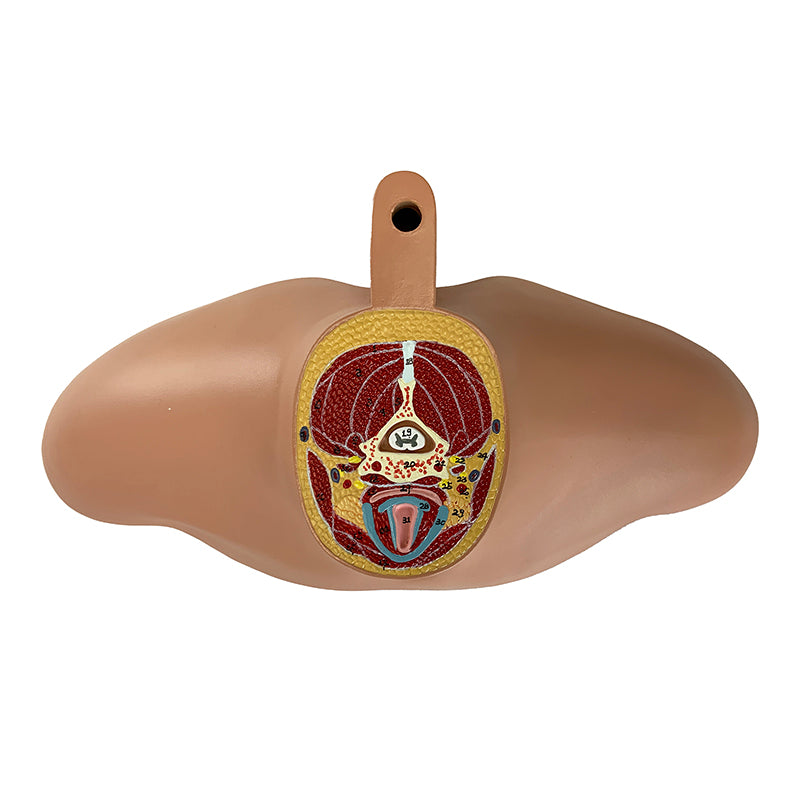 Load image into Gallery viewer, Torso Section Model, 24 Discs
