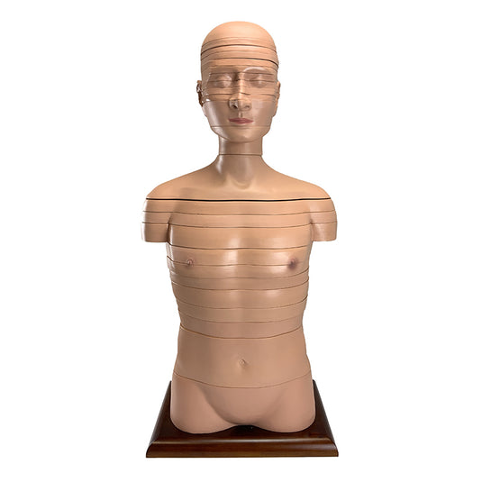 Torso Section Model, 24 Discs