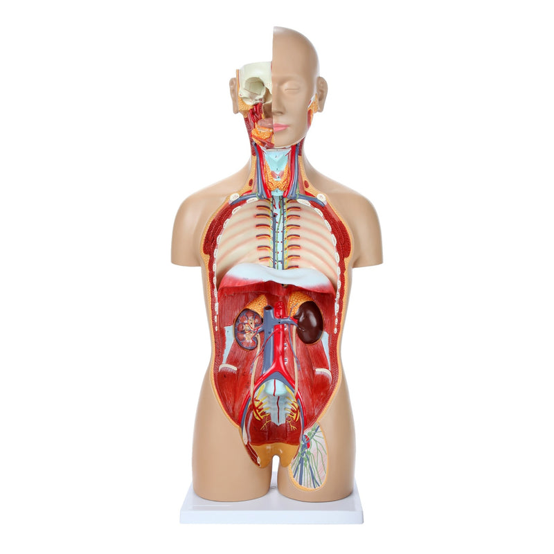 Load image into Gallery viewer, Deluxe Dual-Sex Torso with Open Neck &amp; Back Model, 27 Parts
