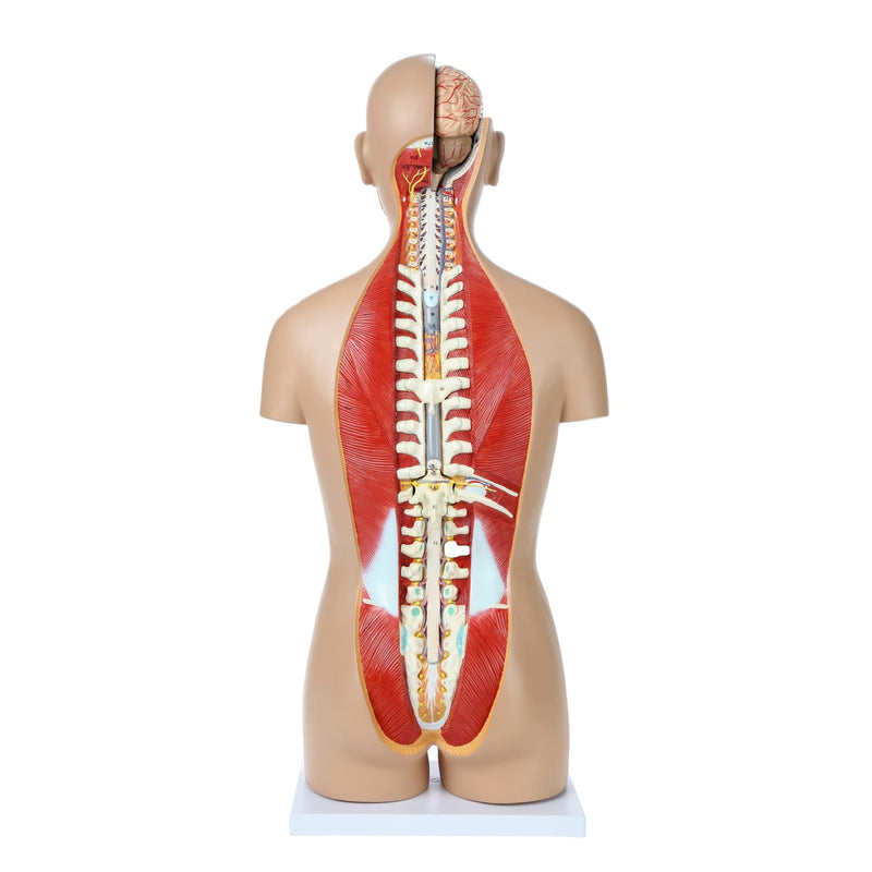 Load image into Gallery viewer, Deluxe Dual-Sex Torso with Open Neck &amp; Back Model, 27 Parts
