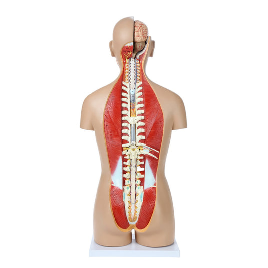 Deluxe Dual-Sex Torso with Open Neck & Back Model, 27 Parts