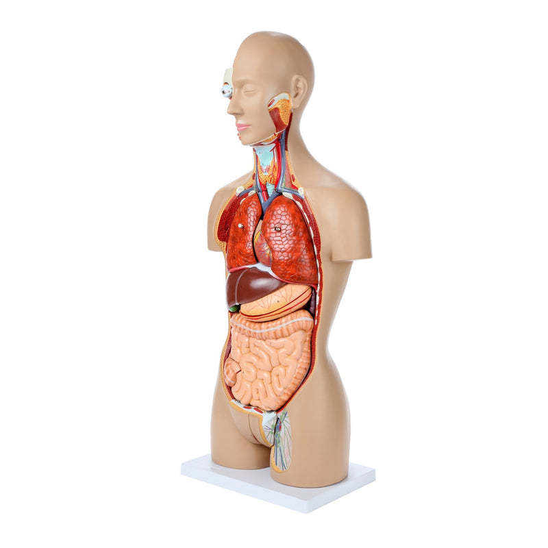 Load image into Gallery viewer, Deluxe Dual-Sex Torso with Open Neck &amp; Back Model, 27 Parts
