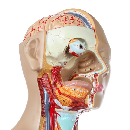 Deluxe Dual-Sex Torso with Open Neck & Back Model, 27 Parts