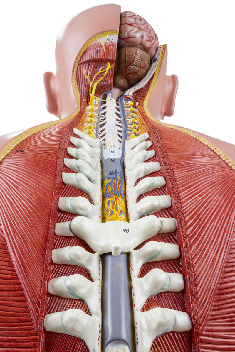 Load image into Gallery viewer, Deluxe Dual-Sex Torso with Open Neck &amp; Back Model, 27 Parts
