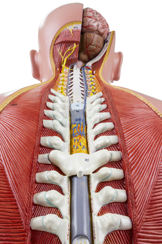 Deluxe Dual-Sex Torso with Open Neck & Back Model, 27 Parts