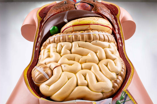 Deluxe Dual-Sex Torso with Open Neck & Back Model, 27 Parts