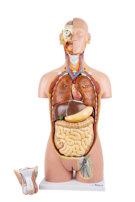 Deluxe Dual-Sex Torso with Open Neck & Back Model, 27 Parts