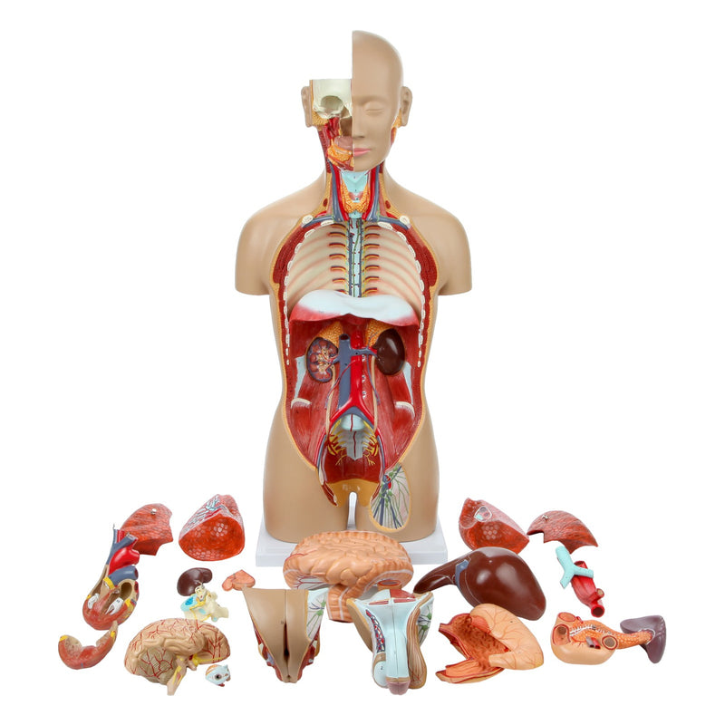 Load image into Gallery viewer, Deluxe Dual-Sex Torso with Open Neck &amp; Back Model, 27 Parts
