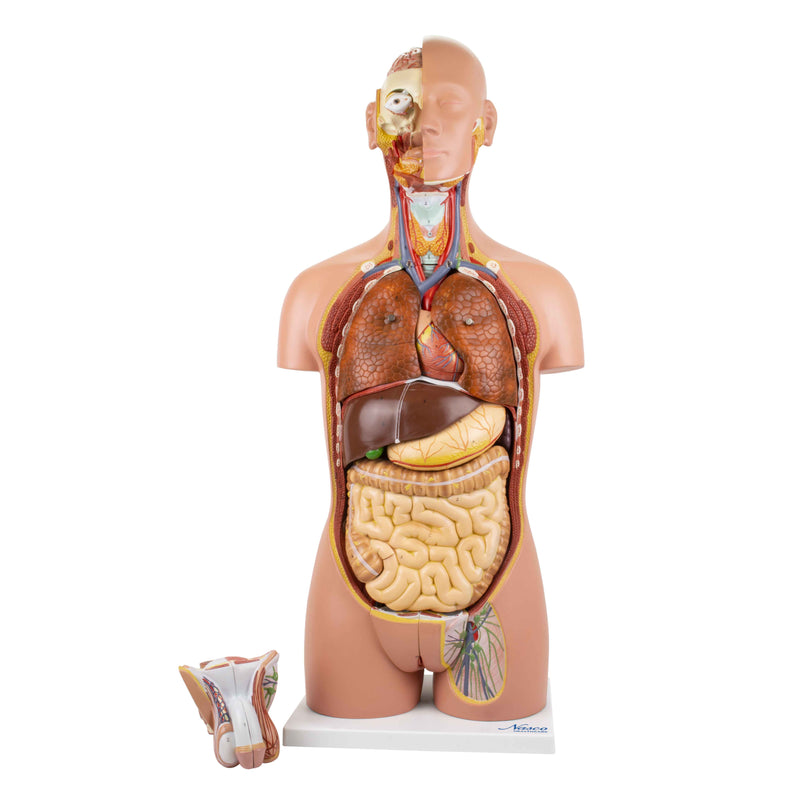 Load image into Gallery viewer, Deluxe Dual-Sex Torso with Open Neck &amp; Back Model, 27 Parts
