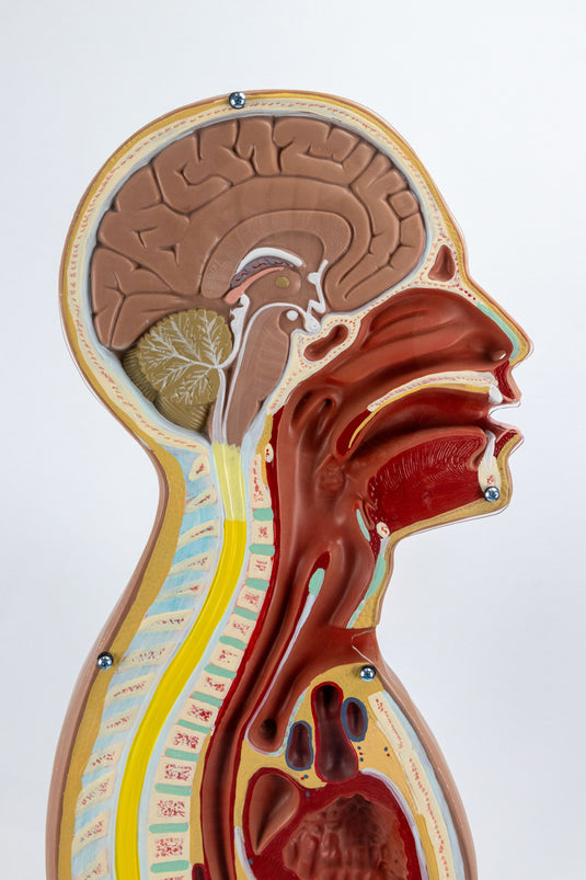 Nasogastrische Tubus Torso Modell [SKU: MG32013]
