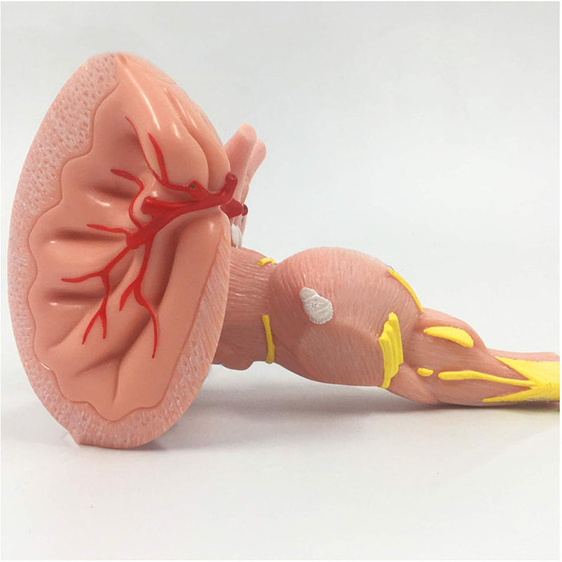 Load image into Gallery viewer, Brain Stem Model, 3X Enlarged
