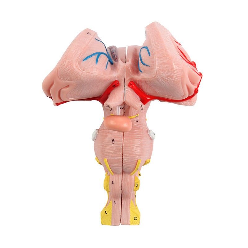 Load image into Gallery viewer, Brainstem, Cerebellum, &amp; Fourth Ventricle Model, 3 Parts
