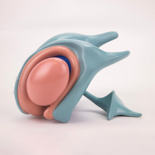 Model Komory Mózgowej i Jądra Podstawnego [SKU: MG32216]